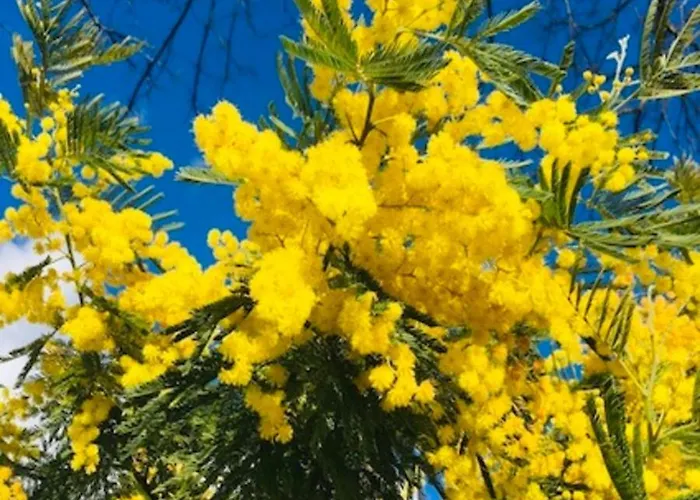 住宿加早餐酒店 Maison Aubergerac 贝尔热拉克